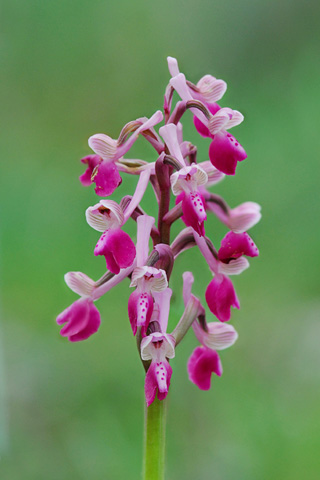 Anacamptis longicornu