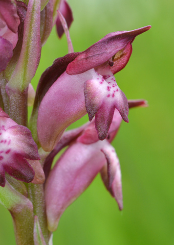 Anacamptis coriophora ssp. martrinii