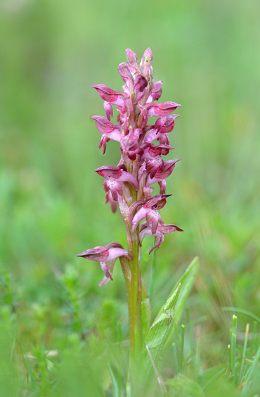 Anacamptis coriophora ssp. martrinii