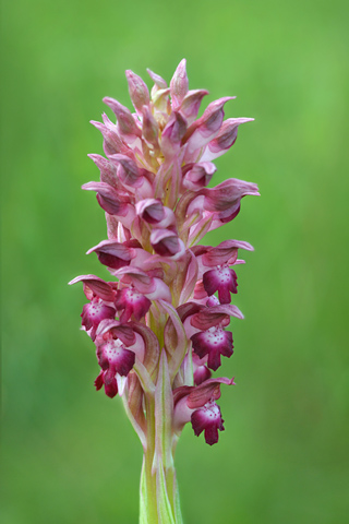 Anacamptis coriophora ssp. martrinii