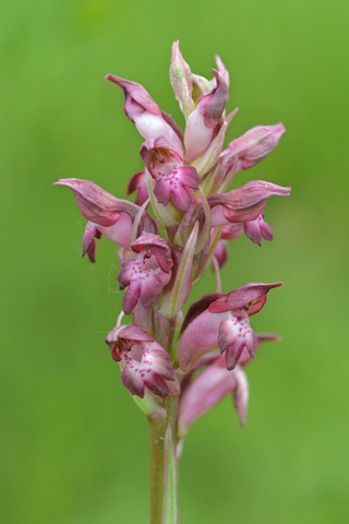 Anacamptis coriophora ssp. martrinii