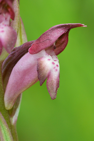 Anacamptis coriophora ssp. martrinii