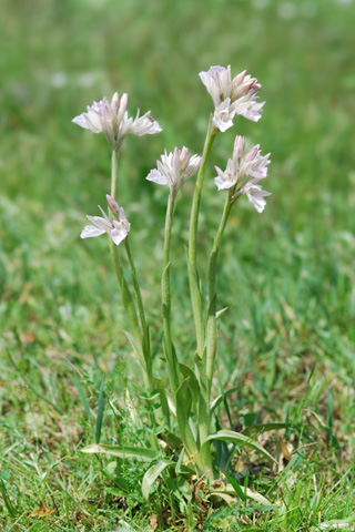  Anacamptis papilionacea var. messenica