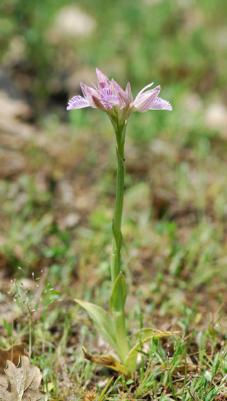 Anacamptis papilionacea var. messenica