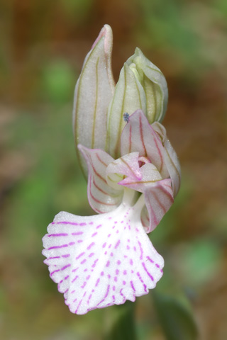 Anacamptis papilionacea var. messenica