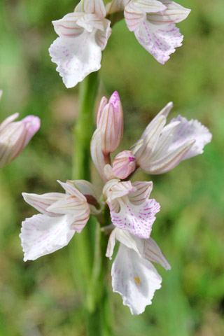 Anacamptis papilionacea var. messenica