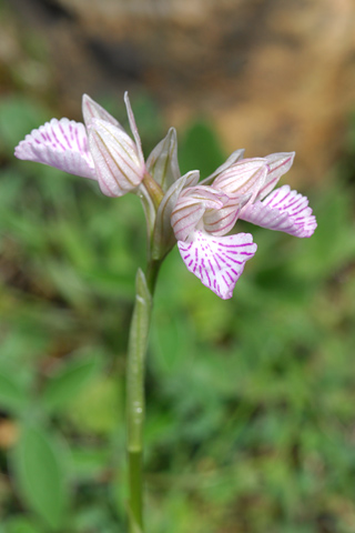 Anacamptis papilionacea var. messenica