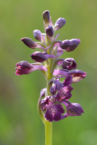 Bulbe ou gousse d'Anacamptis morio et substrat. l'orchidée à ailes vertes  ou orchidée à veines vertes, Orchis morio, bulbes d'orchidées à fleurs  violettes -  France