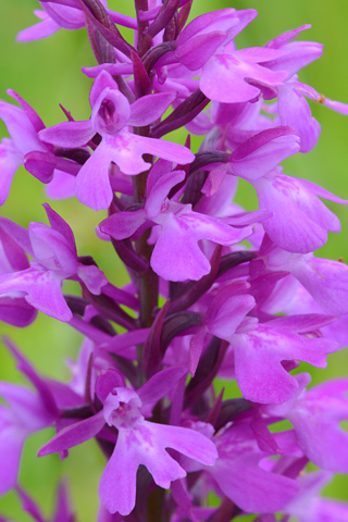 Anacamptis palustris x pyramidalis