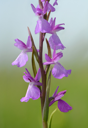 Anacamptis palustris