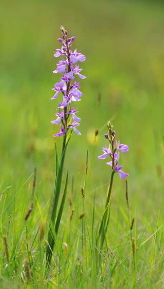 Anacamptis palustris