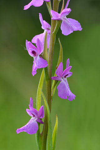 Anacamptis morio