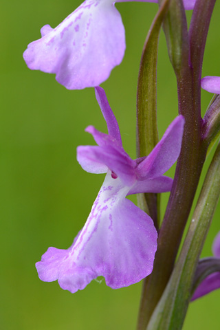 Anacamptis morio