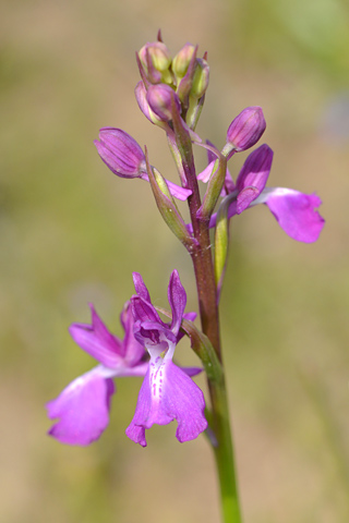 Anacamptis morio