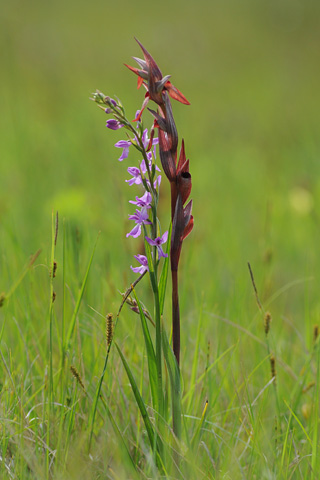 Anacamptis morio