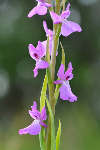 Anacamptis morio