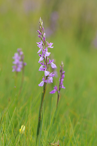 Anacamptis morio