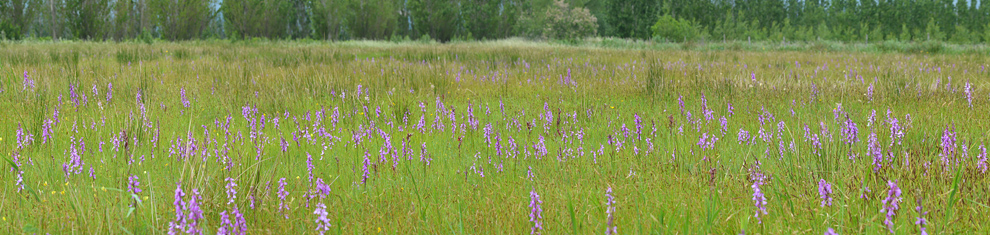 Anacamptis morio