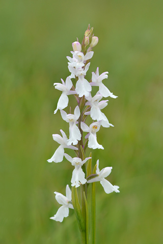 Anacamptis palustris