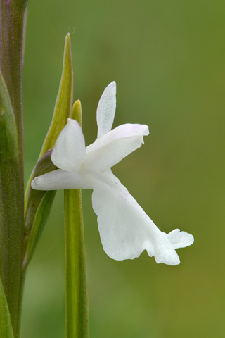 Anacamptis palustris