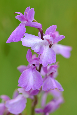 Anacamptis palustris