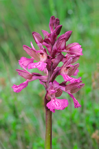 Anacamptis morio x papilionacea