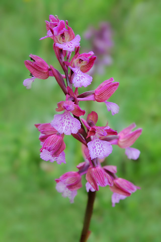 Anacamptis morio x papilionacea