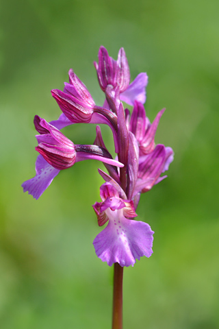 Anacamptis morio x papilionacea