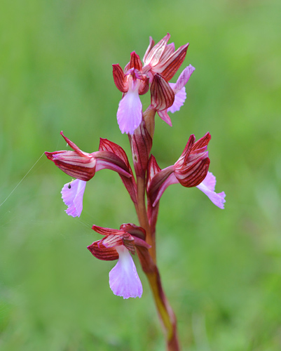  Anacamptis papilionacea ssp. papilionacea