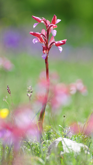 Anacamptis papilionacea ssp. papilionacea