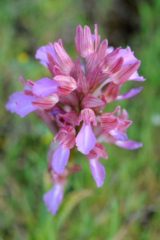 Anacamptis papilionacea ssp. papilionacea