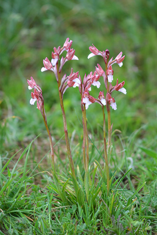 Anacamptis papilionacea ssp. papilionacea