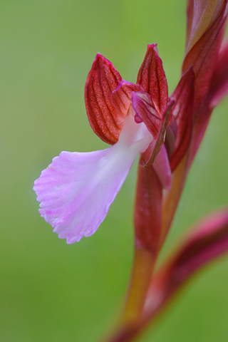 Anacamptis papilionacea ssp. papilionacea