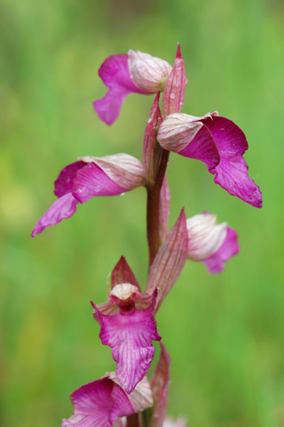 Anacamptis picta x Serapias lingua