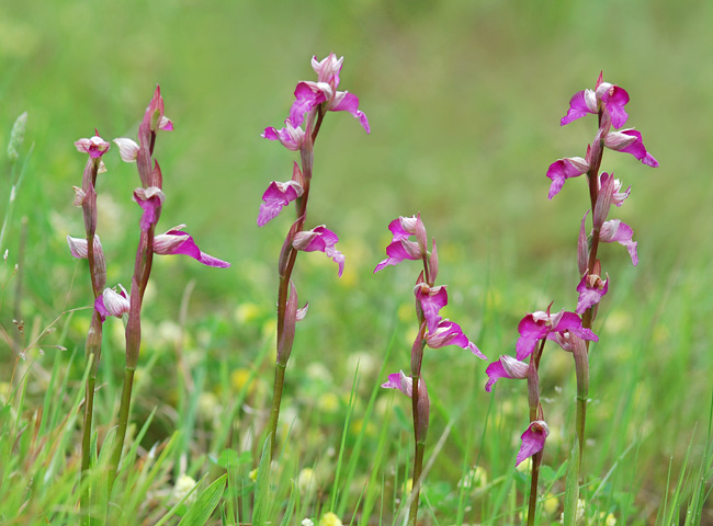 Anacamptis picta x Serapias lingua