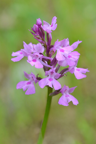 Anacamptis picta x pyramidalis