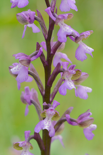 Bulbe ou gousse d'Anacamptis morio et substrat. l'orchidée à ailes vertes  ou orchidée à veines vertes, Orchis morio, bulbes d'orchidées à fleurs  violettes -  France