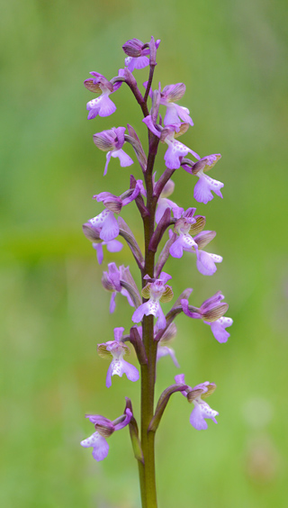 Anacamptis picta