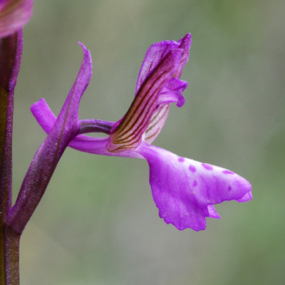 Anacamptis picta