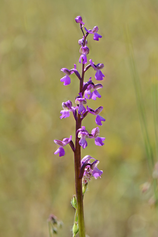 Anacamptis picta
