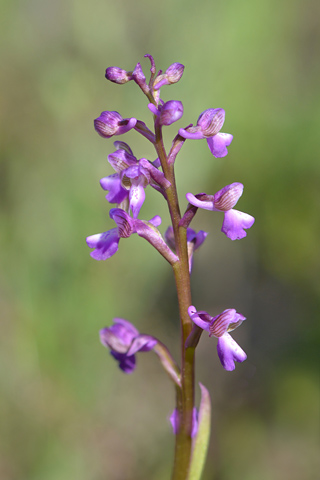 Anacamptis picta