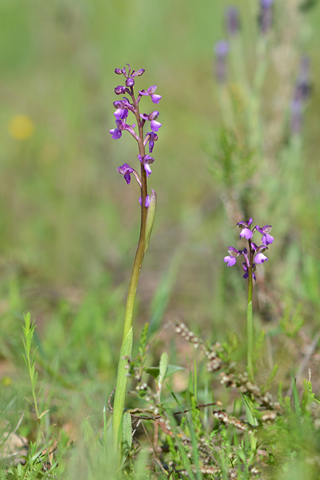 Anacamptis picta