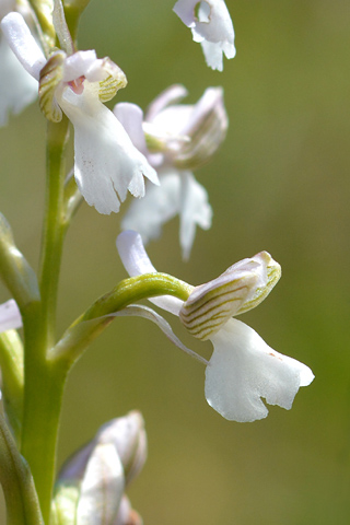 Anacamptis picta