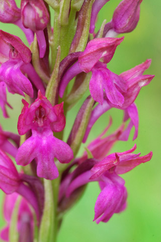 Anacamptis fragrans x pyramidalis