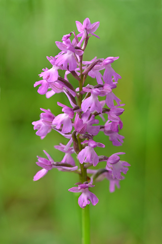 Anacamptis morio x pyramidalis