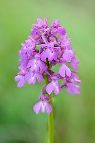 Anacamptis morio x pyramidalis