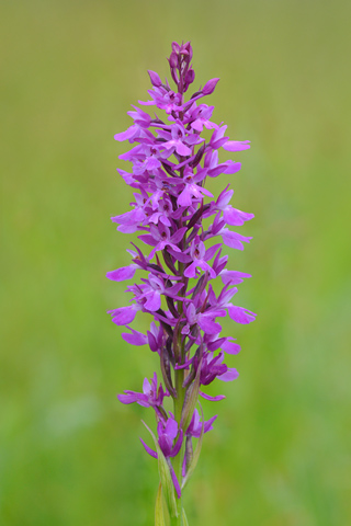 Anacamptis palustris x pyramidalis