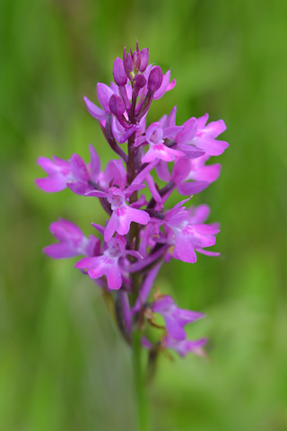 Anacamptis palustris x pyramidalis