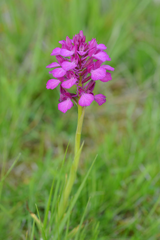 Anacamptis papilionacea x pyramidalis