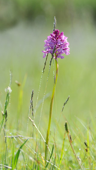 Anacamptis pyramidalis